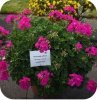 Pelargonia Calliope Lavender Rose 6 sztuk